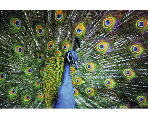 Papier peint panoramique intissé 18509 Peacock 7 pces 350 x 260 cm Paon avec roue ouverte