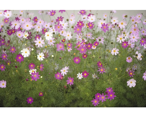 Papier peint panoramique intissé 18512 Cosmos Flowers 7 pces 350 x 260 cm