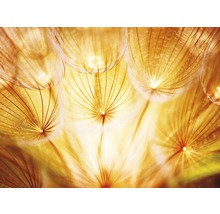 Papier peint panoramique intissé 22513 Soft Dandelion Flowers 10 pces 500 x 280 cm-thumb-0