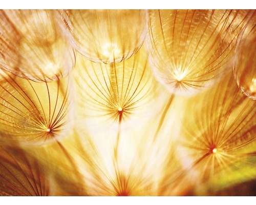 Fototapete Vlies 22513 Soft Dandelion Flowers 10-tlg. 500 x 280 cm