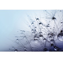 Nahaufnahme einer Pusteblume mit Wassertropfen