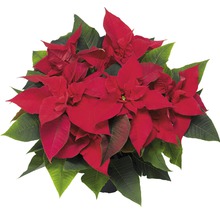 Weihnachtsstern mit roten Hochblättern und grünen Blättern