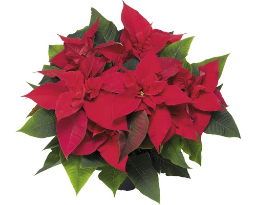 Étoile de Noël FloraSelf Euphorbia pulcherima h 30-35 cm pot Ø 12 cm rouge