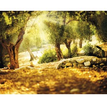 Landschaft mit Olivenbäumen und Steinmauer im Garten