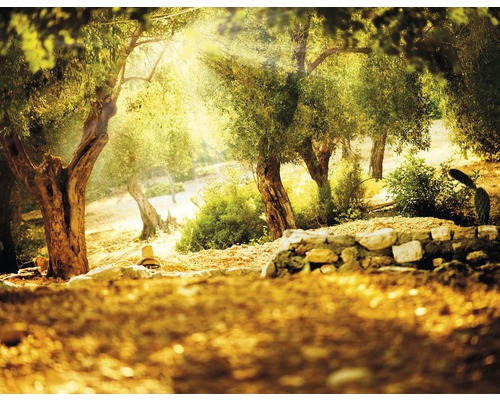 Papier peint panoramique intissé 18533 Olive Trees 7 pces 350 x 260 cm