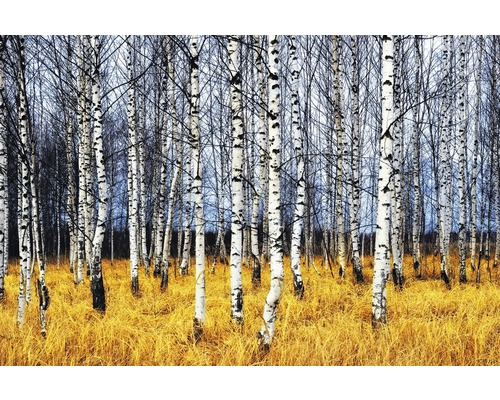 Papier peint panoramique intissé 18535 Autumn Birch Grove 7 pces 350 x 260 cm