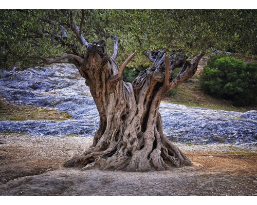 Papier peint panoramique intissé 18560 Old Olive Tree Trunks 7 pces 350 x 260 cm