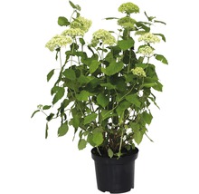 Rispenhortensie im Topf