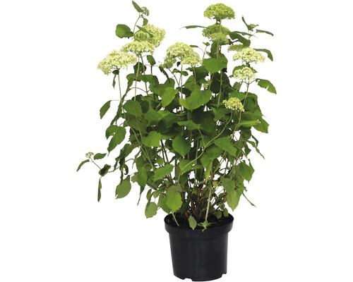 Hortensia arborescent 'Annabelle' FloraSelf Hydrangea arborescens 'Annabelle' h 60-80 cm Co 10 l