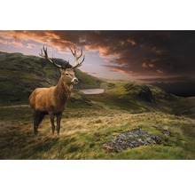 Cerf élaphe dans un pré de montagne avec lac et ciel nuageux