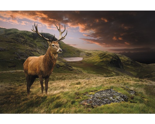 Papier peint panoramique intissé 18564 Red Deer 7 pces 350 x 260 cm Cerf élaphe dans un pré de montagne avec lac et ciel nuageux