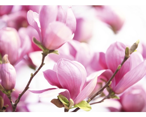Papier peint panoramique intissé 18568 Pink Magnolia 7 pces 350 x 260 cm Gros plan sur des fleurs de magnolia roses sur une branche