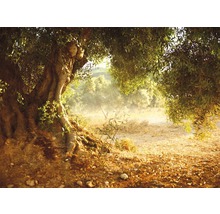 Papier peint panoramique intissé 21581 Old Olive Tree 8 pces 400 x 260 cm-thumb-0