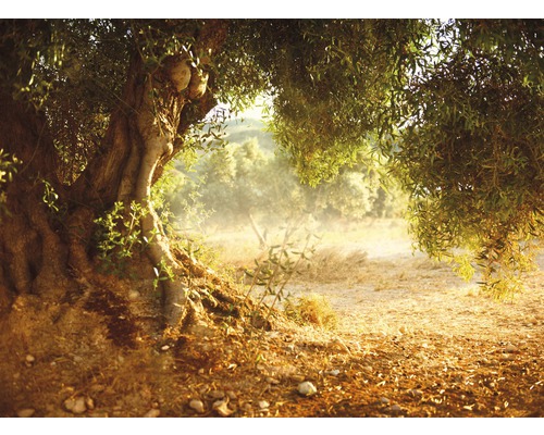 Fototapete Vlies 22581 Old Olive Tree 10-tlg. 500 x 280 cm