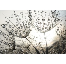 Papier peint panoramique intissé 21585 Dandelion Seeds Drops 8 pces 400 x 260 cm