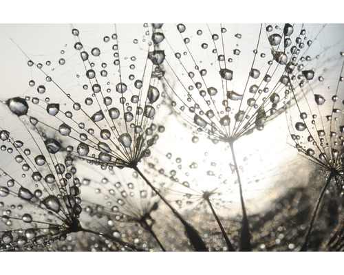 Fototapete Vlies 21585 Dandelion Seeds Drops 8-tlg. 400 x 260 cm