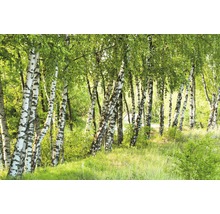 Birkengruppe im Wald