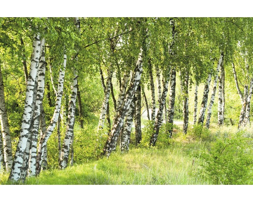 Papier peint panoramique intissé 18596 Birch Tree Forest 7 pces 350 x 260 cm