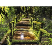 Moosbedeckte Holzbrücke im Wald
