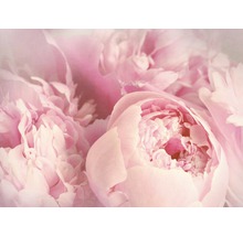 Nahaufnahme von rosa Pfingstrosen