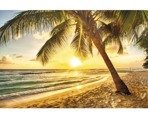 Papier peint panoramique intissé 18605 Barbados Palm Beach 1 palmier 7 pces 350 x 260 cm