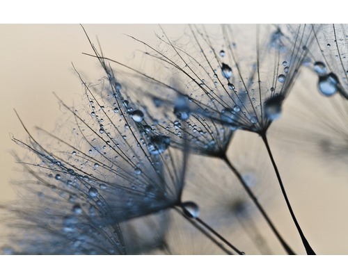 Fototapete Vlies 21608 Abstract Dandelions 8-tlg. 400 x 260 cm