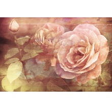 Nahaufnahme von Rosenblüten und Rosenknospen