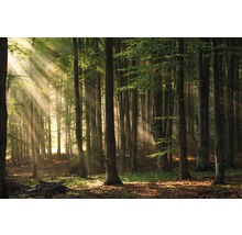 Waldszene mit Sonnenstrahlen durch die Bäume