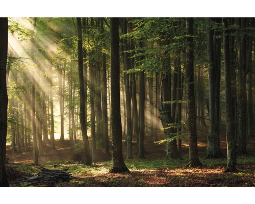 Papier peint panoramique intissé 21613 Autumn Forest Shadow 8 pces 400 x 260 cm Scène de forêt avec des rayons de soleil à travers les arbres