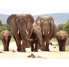 Famille d''éléphants sur une route