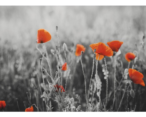 Fototapete Vlies 18622 Red Poppy Flowers 7-tlg. 350 x 260 cm