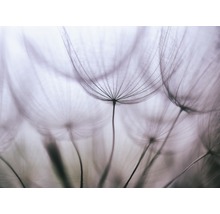 Papier peint panoramique intissé 18640 Purple Abstract Dandelion 7 pces 350 x 260 cm