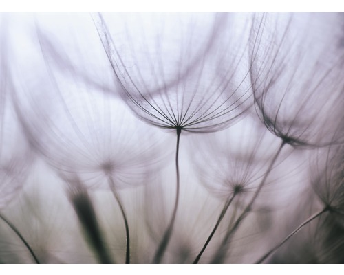 Papier peint panoramique intissé 18640 Purple Abstract Dandelion 7 pces 350 x 260 cm