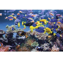 Fototapete Vlies 21646 Aquarium 8-tlg. 400 x 260 cm