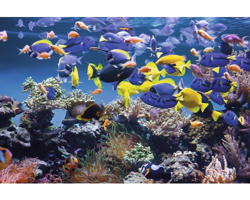 Papier peint panoramique intissé 18646 Aquarium 7 pces 350 x 260 cm Aquarium avec coraux et beaucoup de poissons