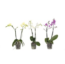 Orchidée papillon FloraSelf Phalaenopsis multiflora Mini h 35-45 cm pot Ø 9 cm 2 panicules diff. couleurs-thumb-3