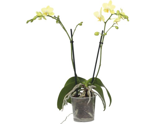 Orchidée papillon FloraSelf Phalaenopsis multiflora Mini h 35-45 cm pot Ø 9 cm 2 panicules diff. couleurs
