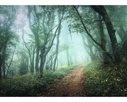 Fototapete Vlies 21657 Misty Forest in Fog 8-tlg. 400 x 260 cm