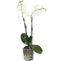 Orchidée papillon FloraSelf Phalaenopsis multiflora Mini h 35-45 cm pot Ø 9 cm 2 panicules diff. couleurs-thumb-1
