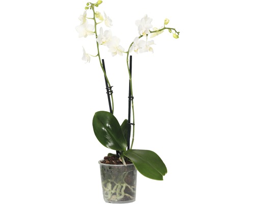 Orchidée papillon blanche en pot