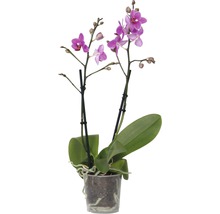 Orchidée papillon FloraSelf Phalaenopsis multiflora Mini h 35-45 cm pot Ø 9 cm 2 panicules diff. couleurs-thumb-2