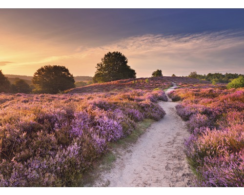 Fototapete Vlies 22675 Blooming Heather at Sunrise 10-tlg. 500 x 280 cm