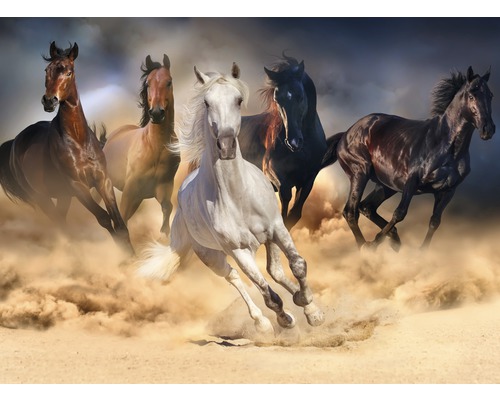 Papier peint panoramique intissé 18682 Horse Herd in Gallop 7 pces 350 x 260 cm