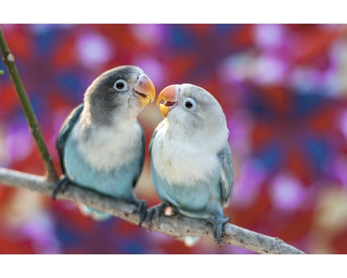 Papier peint panoramique intissé 18689 Love Birds 7 pces 350 x 260 cm Deux inséparables sont perchés sur une branche