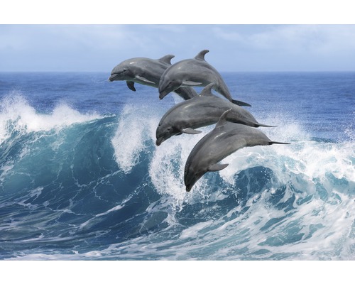 Papier peint panoramique intissé 21710 Playful Dolphins 8 pces 400 x 260 cm