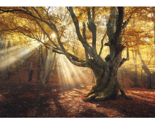 Fototapete Vlies 18719 Magical Old Trees Autumn Forest 7-tlg. 350 x 260 cm