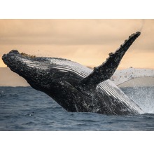 Papier peint panoramique intissé 22721 Humpback Whale 10 pces 500 x 280 cm-thumb-0