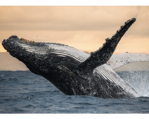 Fototapete Vlies 21721 Humpback Whale 8-tlg. 400 x 260 cm