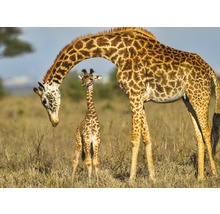 Mère girafe avec son bébé dans la savane