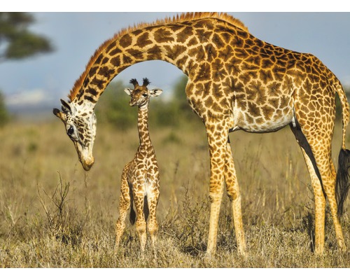 Fototapete Vlies 18724 Masai Giraffe Protecting Baby 7-tlg. 350 x 260 cm